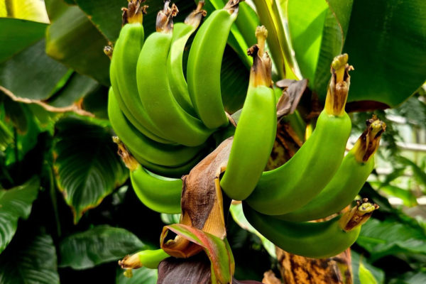 10 lipca 2026Egzotyczna atrakcja w łańcuckiej Storczykarni – widowiskowe owocowanie bananowca