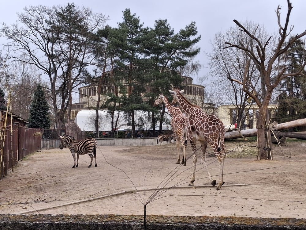 4 Wrocławskie ZOO rusza z kolejną inwestycją. W planie nowy...