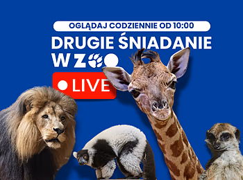 Napis drugie śniadanie w zoo. Pod spodem zdjęcia zwierząt