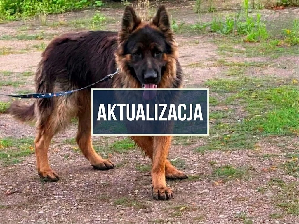 AKTUALIZACJA: Zgłosił się właściciel. Pies z zaklejonym pyskiem wrócił do domu, sprawca dalej poszukiwany