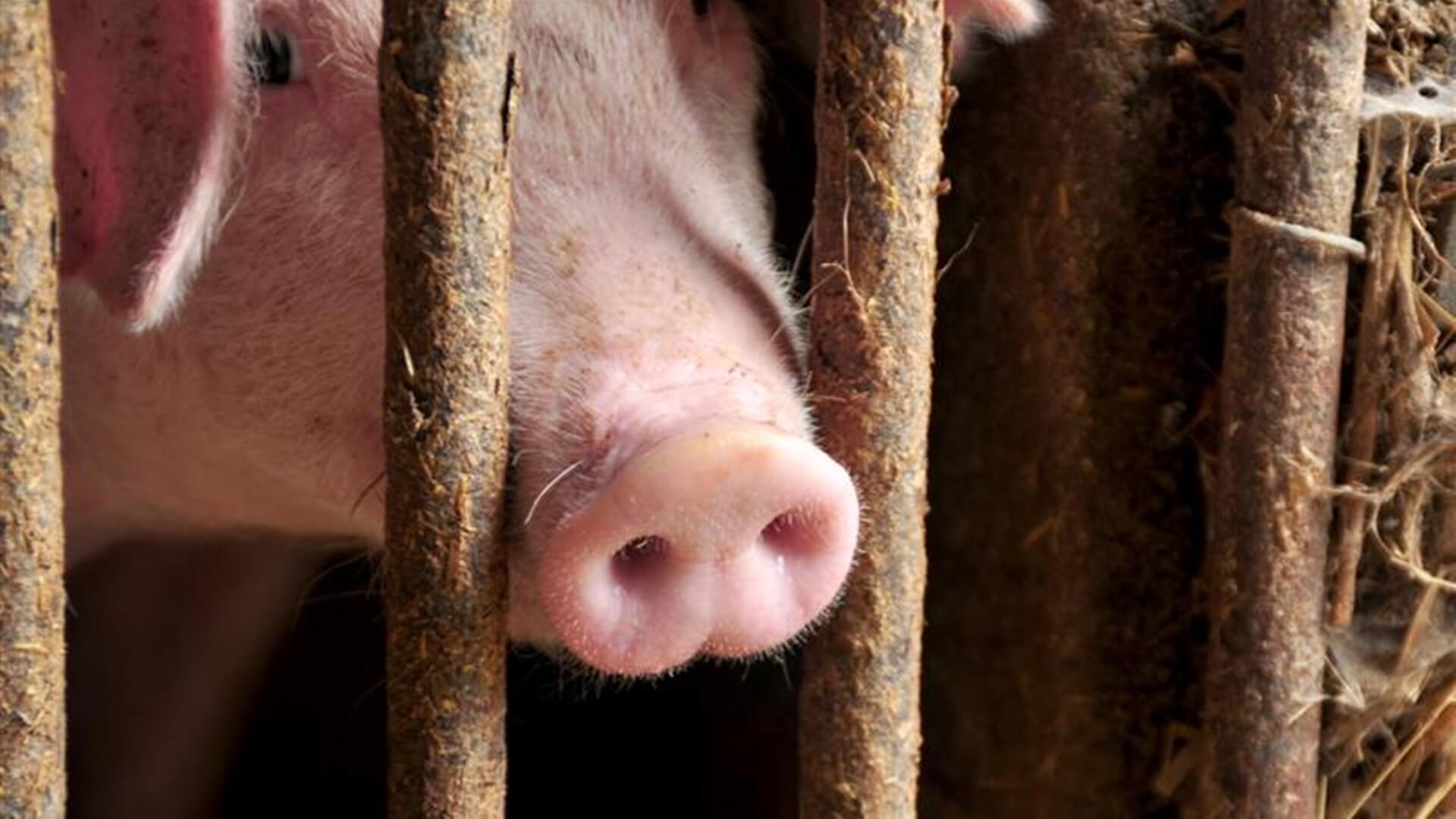 ASF ciągle groźny. Lekarze weterynarii apelują do hodowców