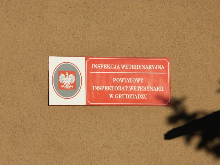 ASF w regionie. Pięć miejscowości z gminy Grudziądz objęto obszarem zagrożonym