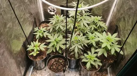 Na posesji była też plantacji konopi