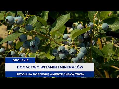 Bogactwo witamin i minerałów. Sezon na borówkę amerykańską trwa