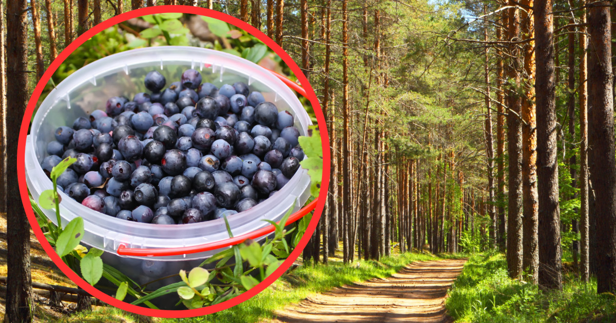 Choroba rzadka, ale niebezpieczna. Trzykrotny wzrost zachorowań w ciągu roku