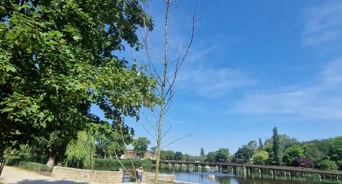 Czy Urząd wysłał radnego na drzewo?