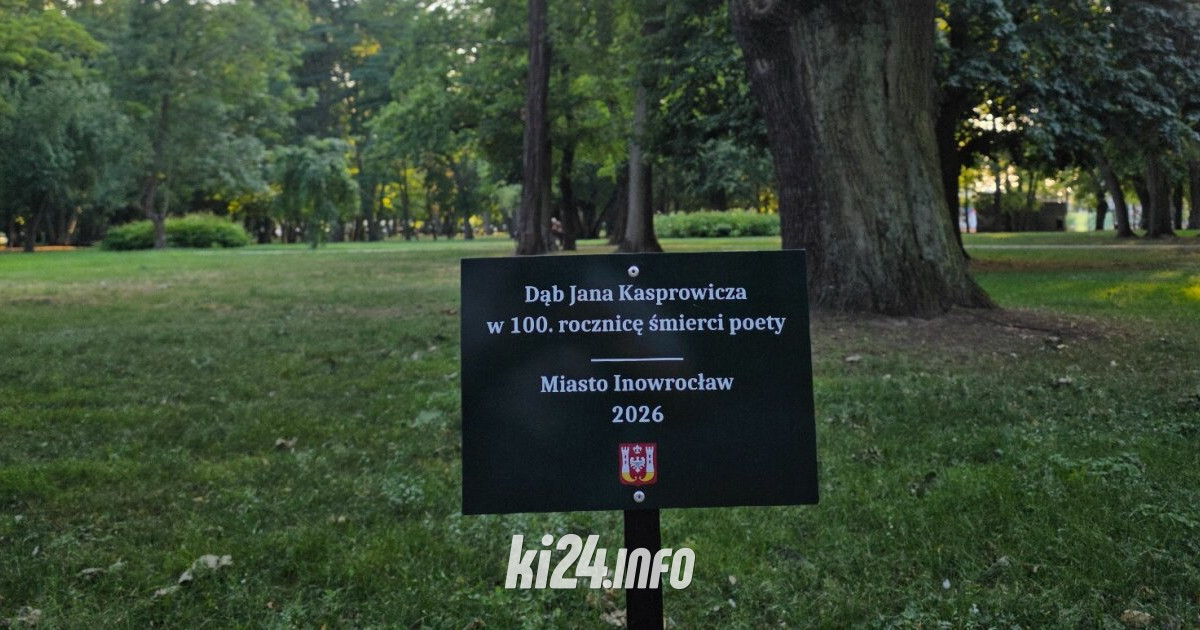 Dąb Kasprowicza łatwiej znaleźć. Jest tablica