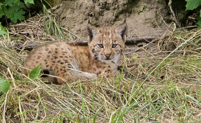 Dwa małe rysie urodziły się w Śląskim ZOO. Czy w przyszłości trafią na wolność?