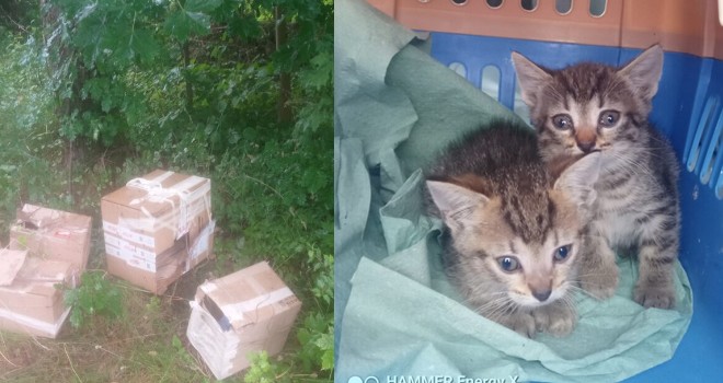 Dwa porzucone kocięta uratowane przez Straż Miejską w Olsztynie! Trafiły do schroniska.