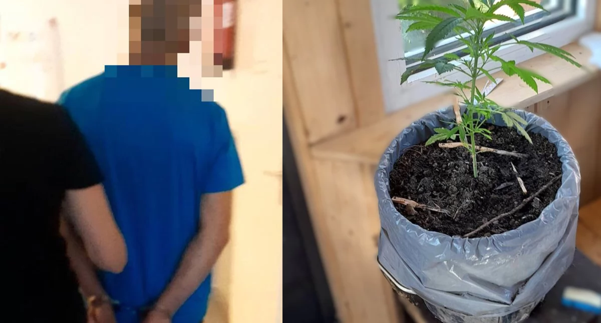 Dwóch 44-latków zatrzymanych za narkotyki. Policja zabezpieczyła marihuanę, amfetaminę i plantację konopi