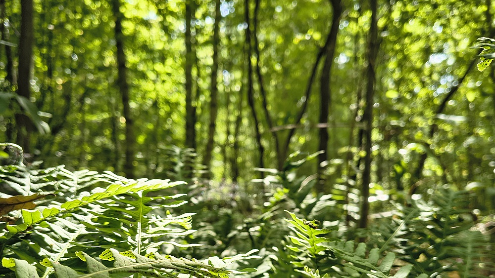 Dzień leśnika z nadleśnictwem Augustów
