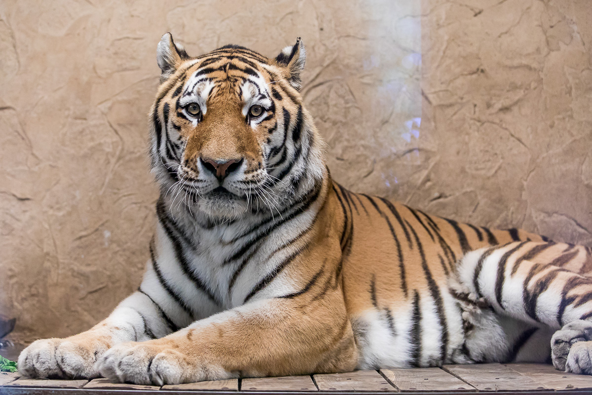 Dzień Tygrysa w Śląskim ZOO. Karmienie Tibera i parada w tygrysich strojach