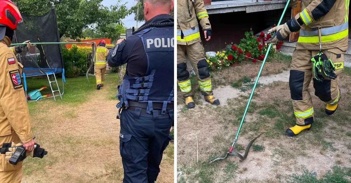 Dziki lokator w domu. Na miejsce wezwano strażaków i policję