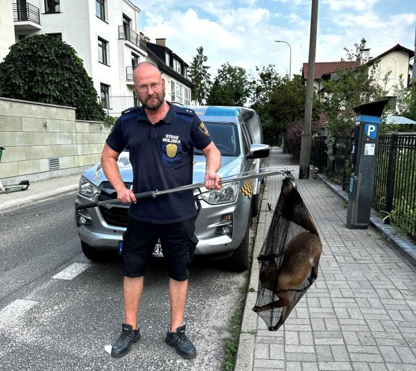 Dzikie zwierzęta w mieście. Nie oswajajmy lisów!