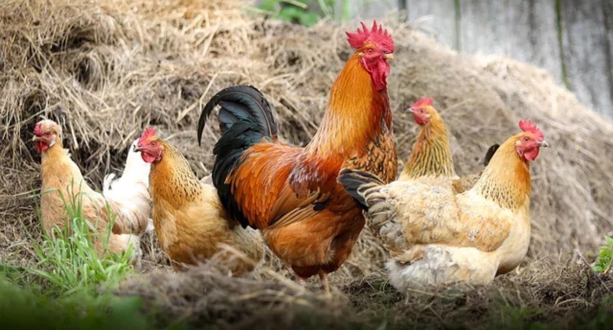 Dzisiaj Kary za handel drobiem w powiecie białostockim