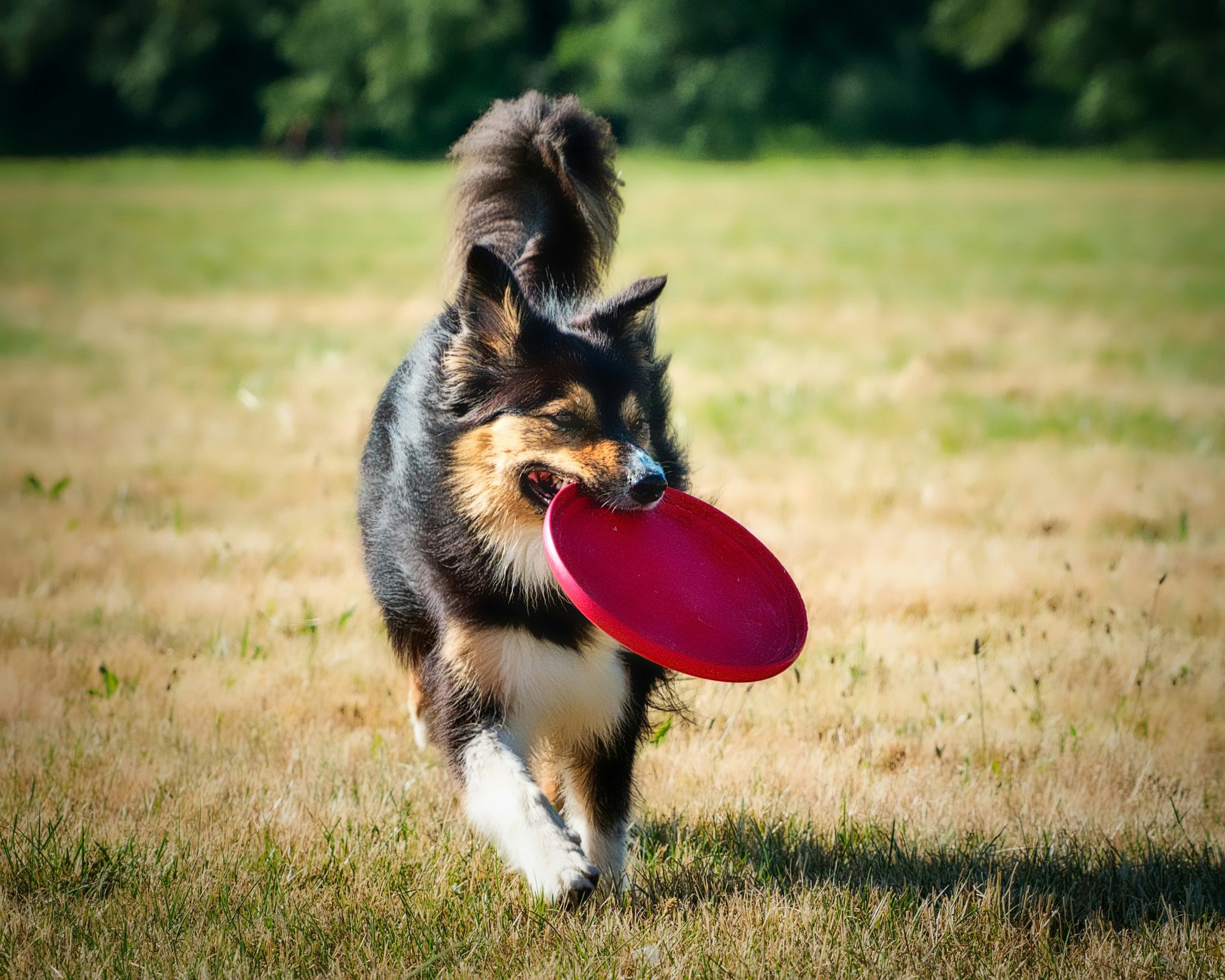 Frisbee dla psa: prosta zabawa, duża radość i zdrowy ruch!