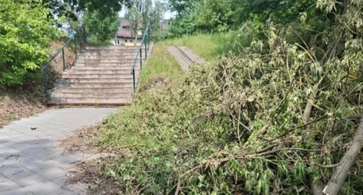 Gałęzie blokują jedyny podjazd. Mieszkańcy: Musimy wychodzić na ulicę z wózkami
