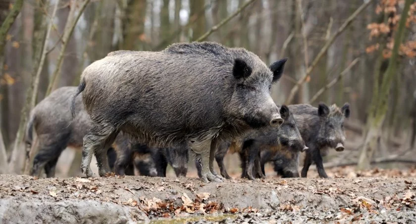 Groźna choroba znów na Pomorzu. Wykryto nowe ogniska