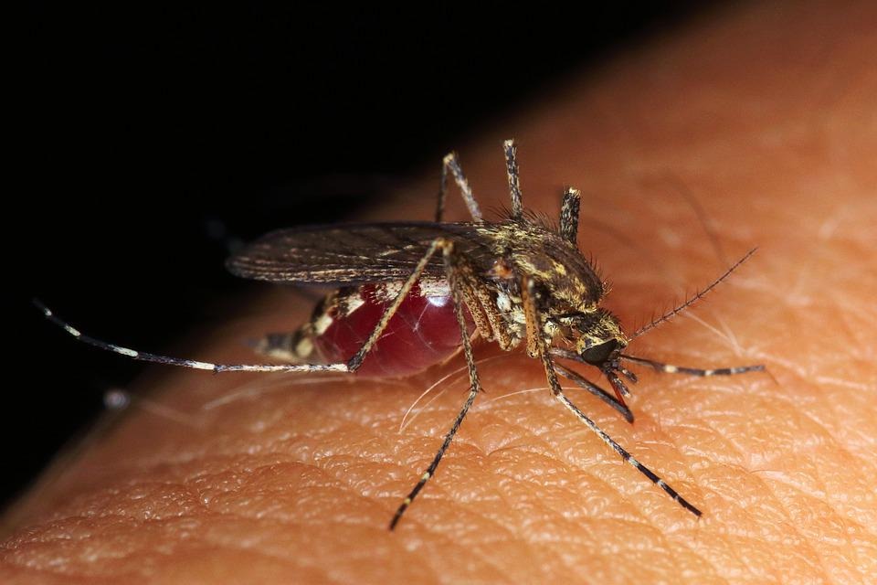 Harmonogram drugiej akcji odkomarzania na terenie gminy Miedźna