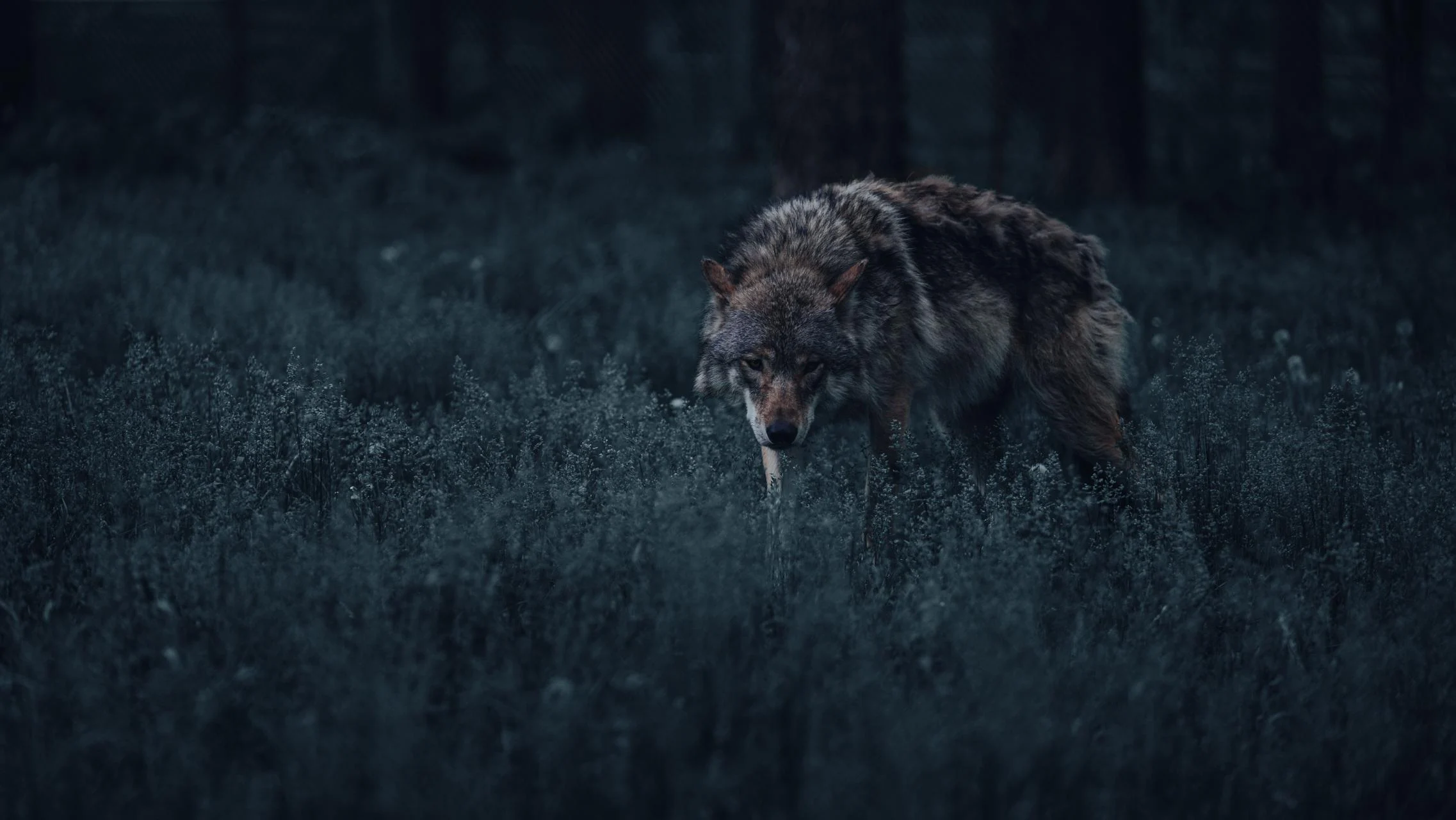 Ile naprawdę jest wilków i niedźwiedzi? Ruszają badania na polsko-słowackim pograniczu