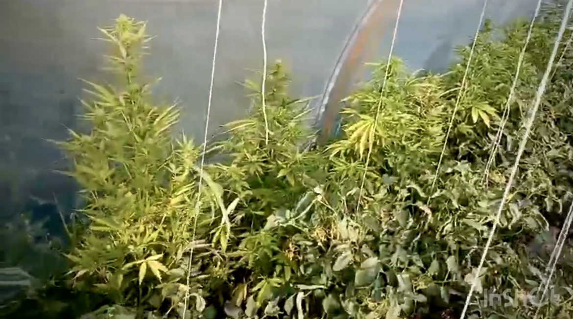 Interwencja domowa zakończyła się ujawnieniem plantacji konopi
