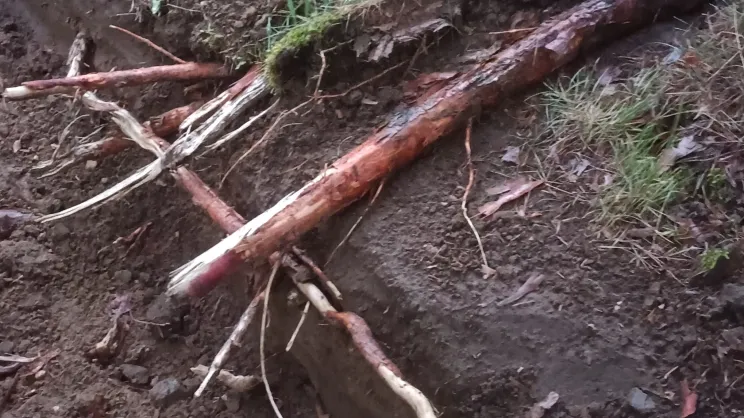 Uszkodzenie drzew na osiedlu Dywizjonu 303 podczas prowadzonych prac