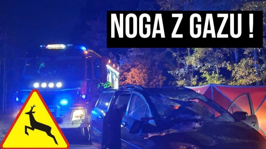 Kampania „Noga z gazu”. Myśliwi ostrzegają kierowców na Pomorzu