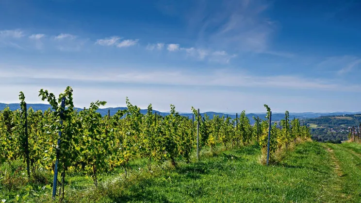 Winnica w okolicach Tarnowa
