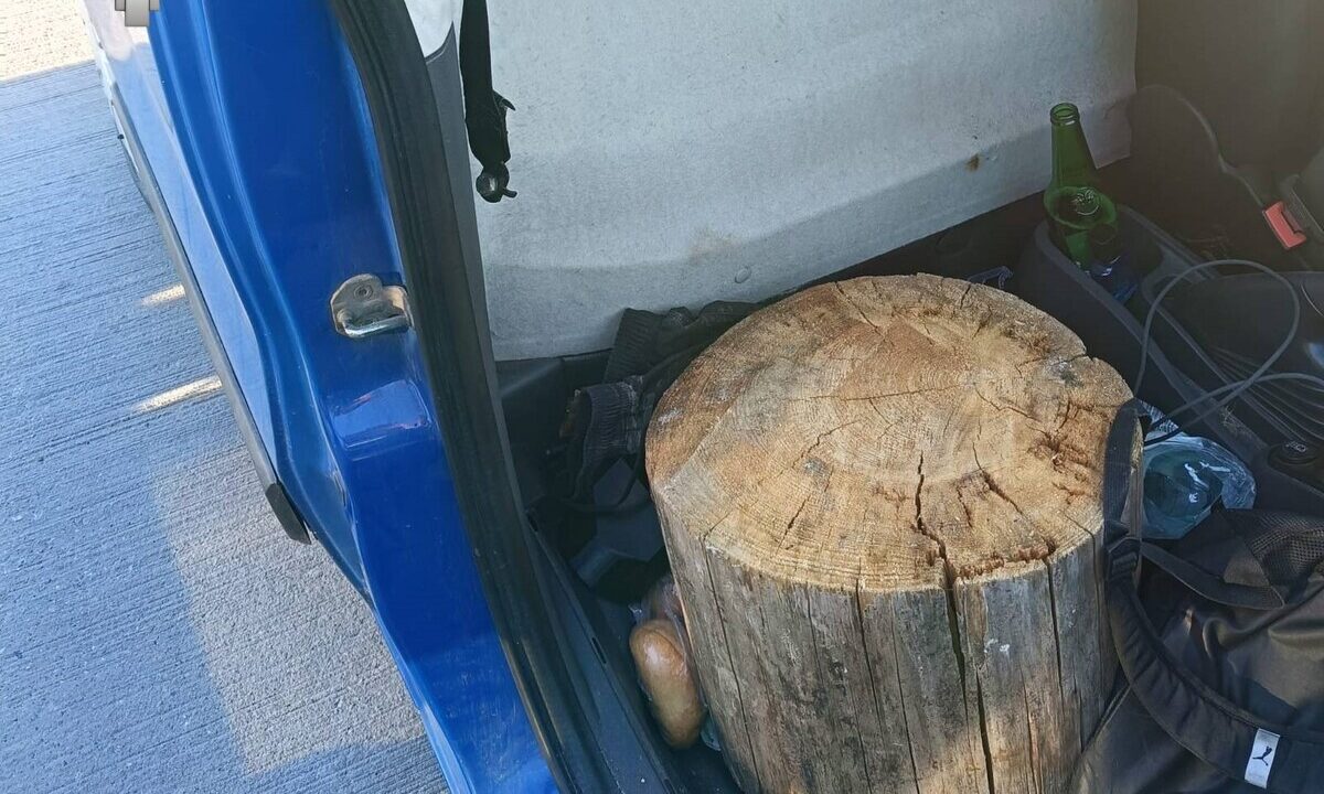 Kierowca przewoził pasażera siedzącego na pniu drzewa