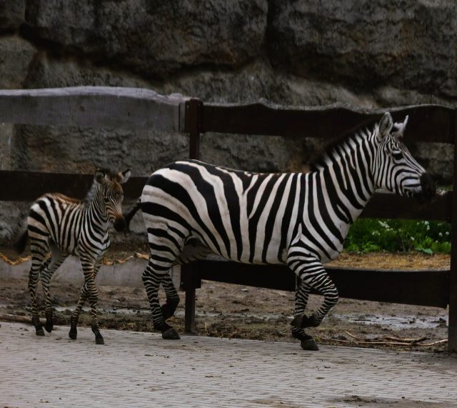 Kolejne narodziny w zamojskim zoo. Na świat przyszły zebra i leniwiec