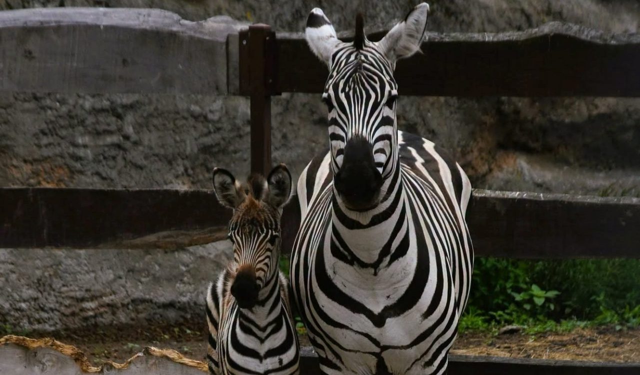 Kolejne narodziny w zamojskim zoo. Na świat przyszły zebra i leniwiec