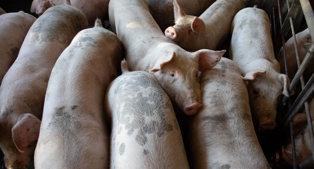 Kolejne ognisko ASF w powiecie świeckim. Jakie miejscowości są w czerwonej strefie?