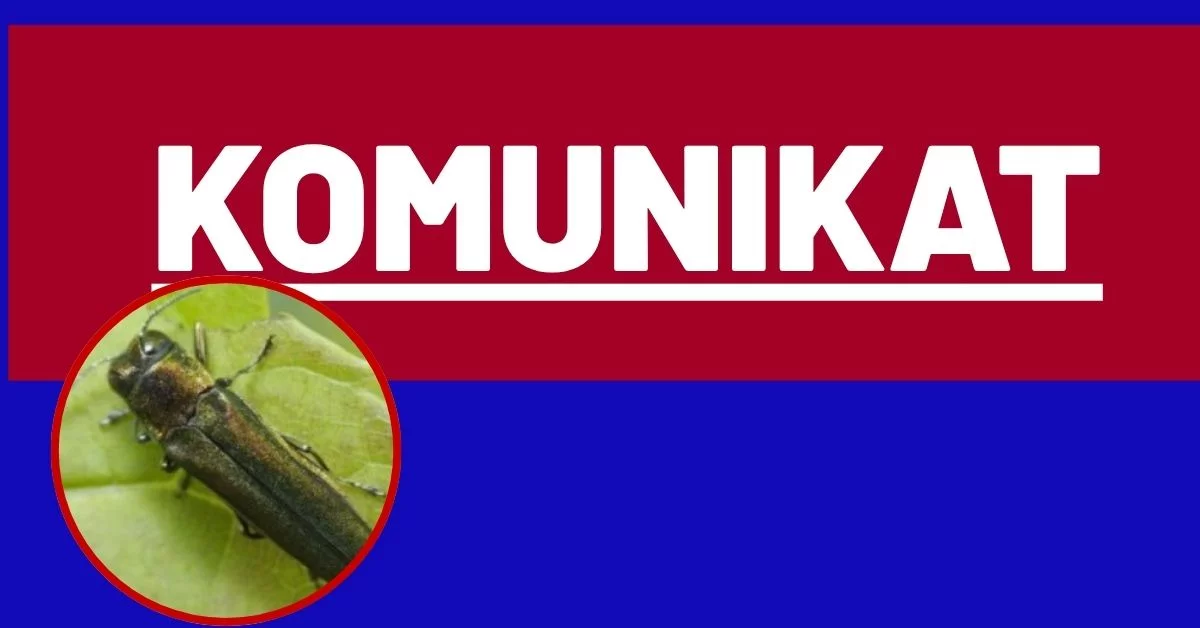 Komunikat dla mieszkańców. Groźny szkodnik zbliżył się do Polski. Urzędy apelują