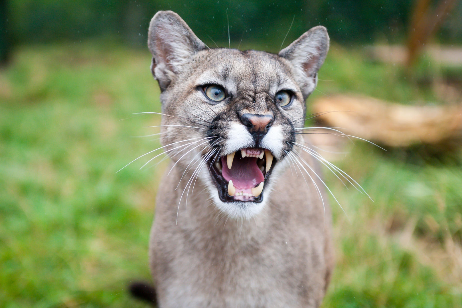 Koniec strachu w Zachodniopomorskiem. Puma w końcu schwytana przez służby