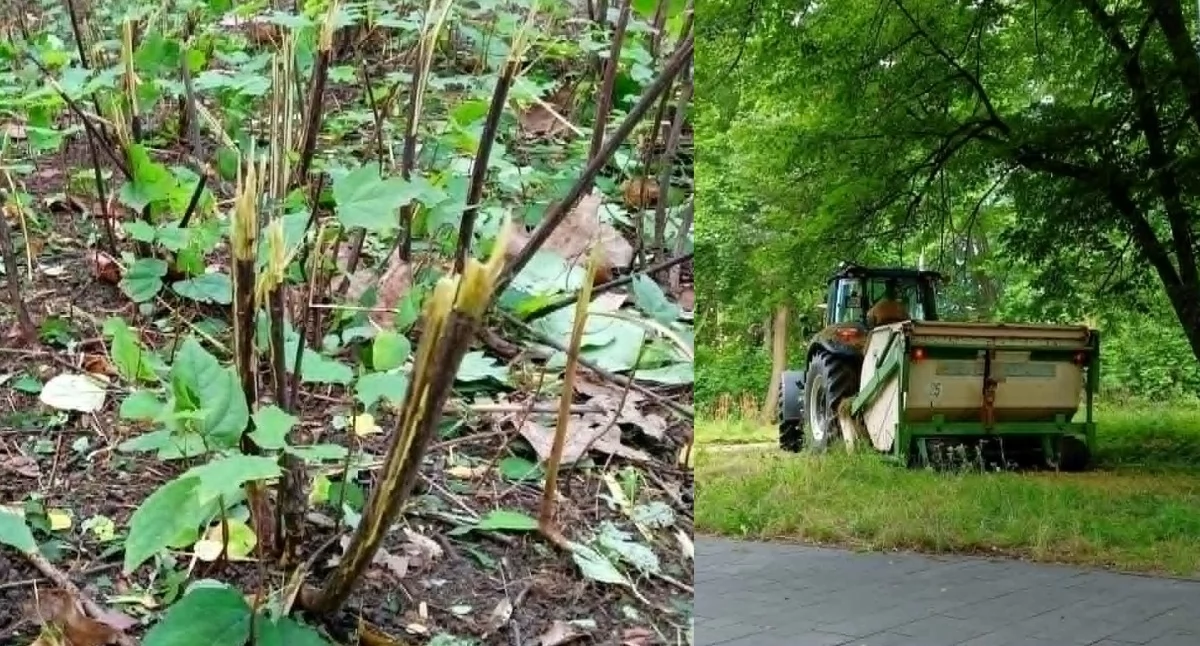 Koszenie po mysłowicku: ściąć trawę razem z ozdobnymi krzewami 3