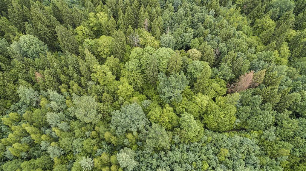 Krasnopol nie chce nowego rezerwatu. Są uwagi do planów RDOŚ