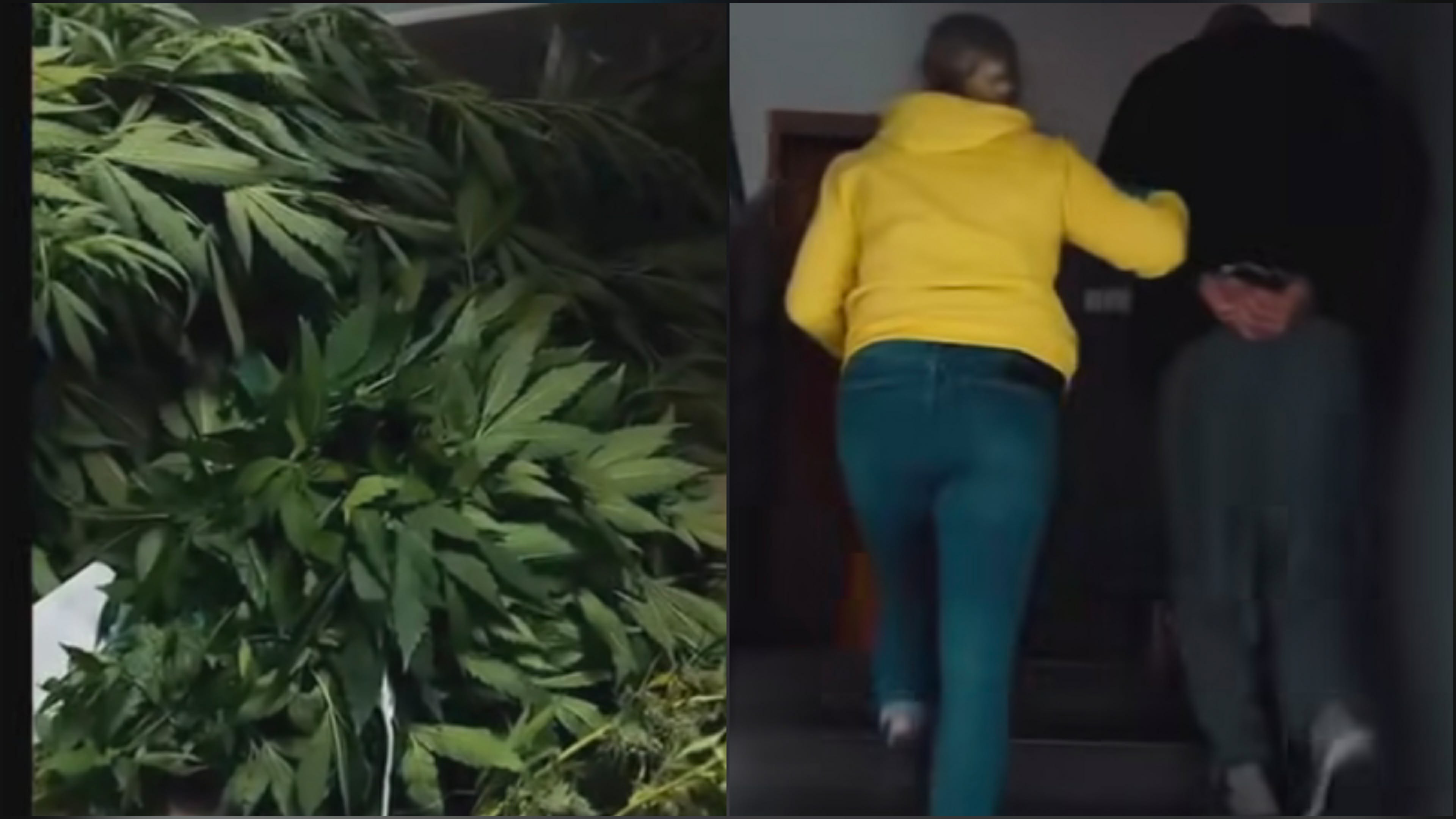 Kryminalni z Gryfic zlikwidowali plantację konopi