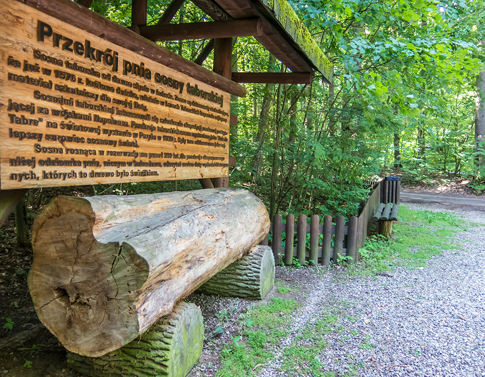 Leśnicy chcą uratować sosnę taborską. Powstał plan ochrony wyjątkowego rezerwatu