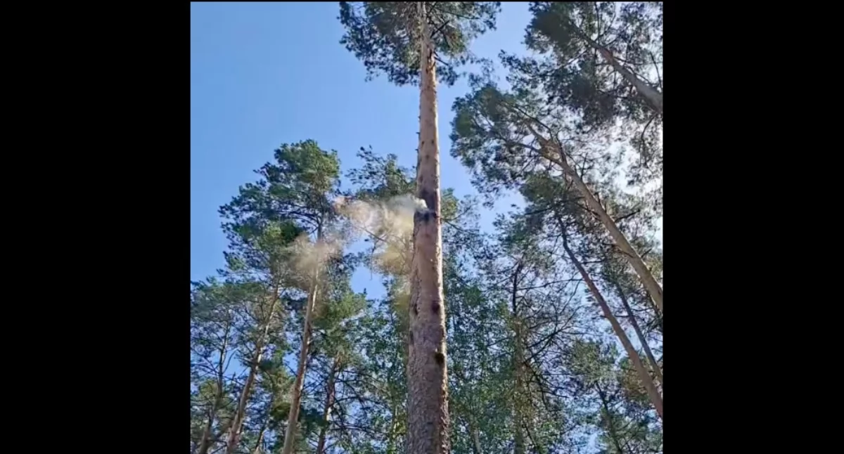 Leśnicy pokazali wideo. Tak natura potrafi zaskoczyć