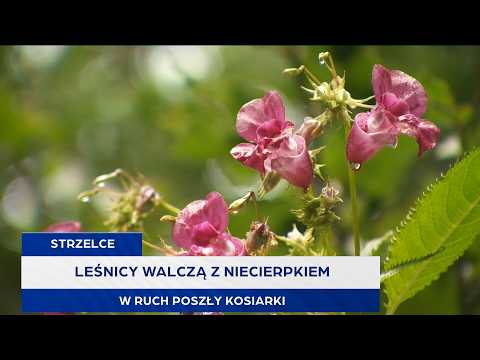 Leśnicy walczą z niecierpkiem. W ruch poszły kosiarki