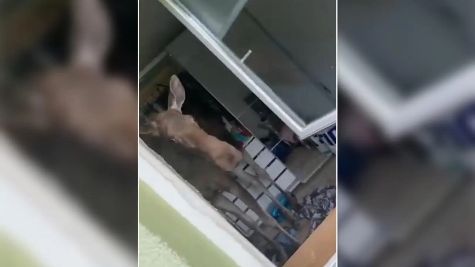 Łoś wpadł przez okno do domu. Nagranie