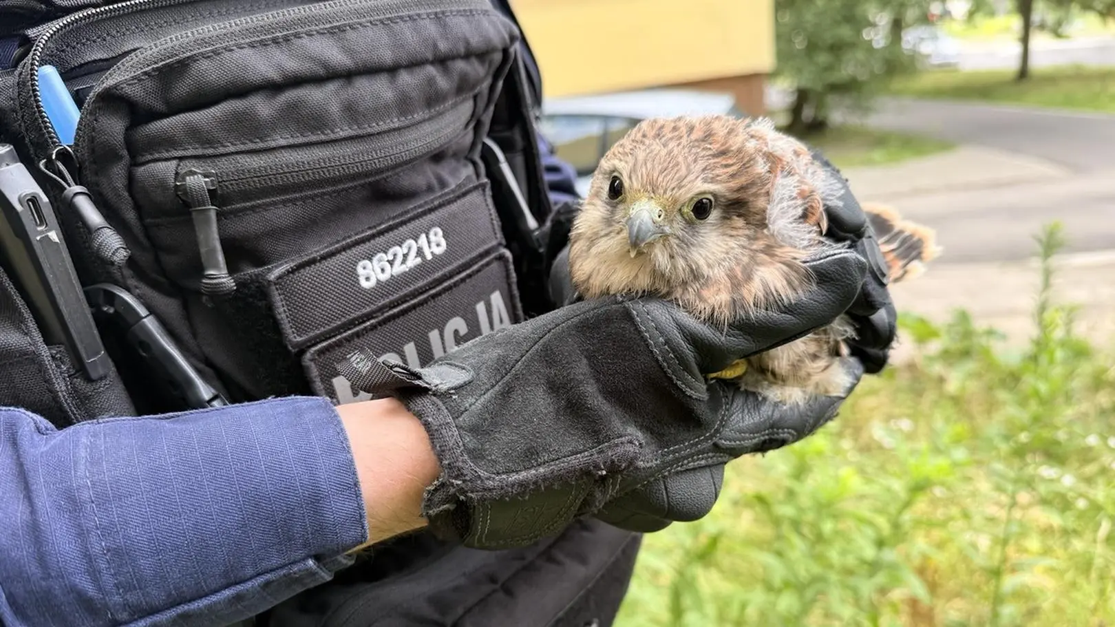 Mała pustułka leżała na środku ulicy