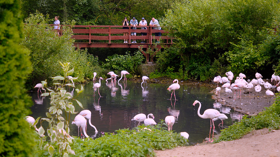 Stado flamingów w zoo
