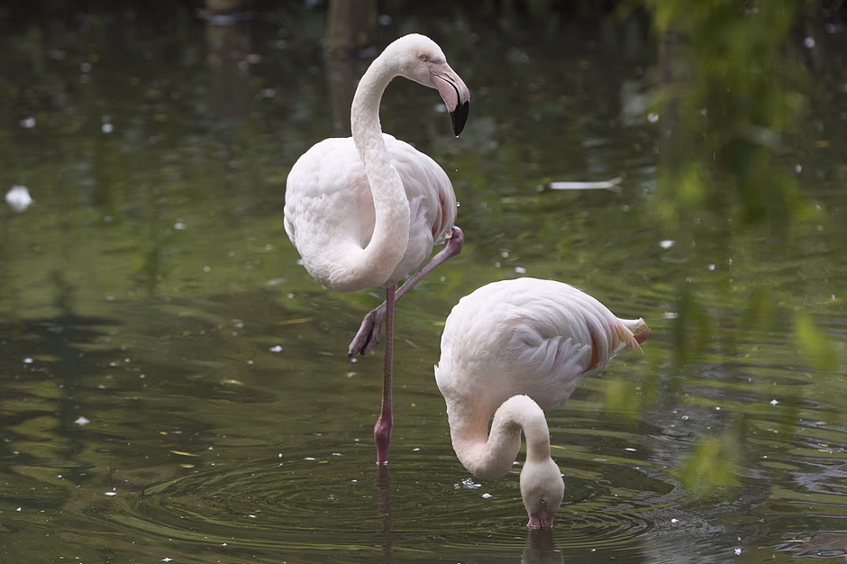 Zwierzęta w gdańskim ZOO