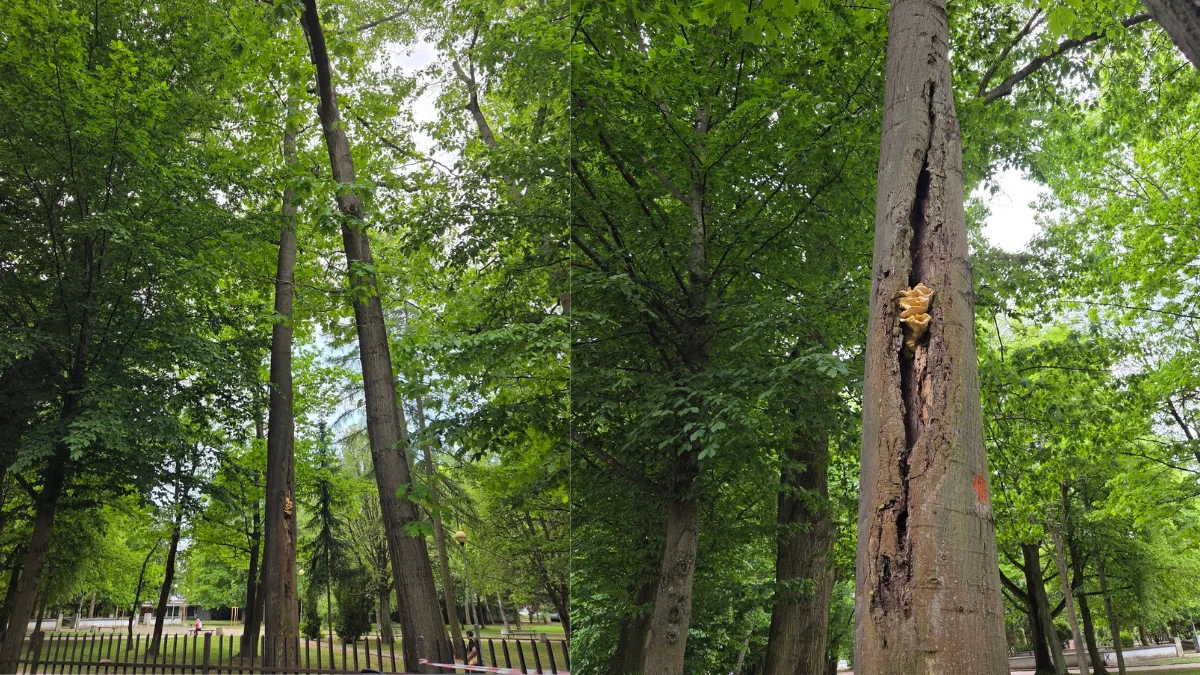 Miasto Ostróda będzie wycinać drzewa. Powodem bezpieczeństwo mieszkańców i turystów