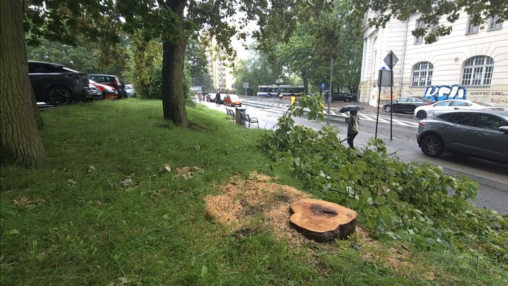 Miasto przebadało drzewa przy Łopuskiego