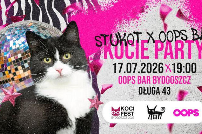Czarno-biały kot na tle kuli dyskotekowej. O imprezie Kocie Party w Bydgoszczy przeczytasz na Radioplus.