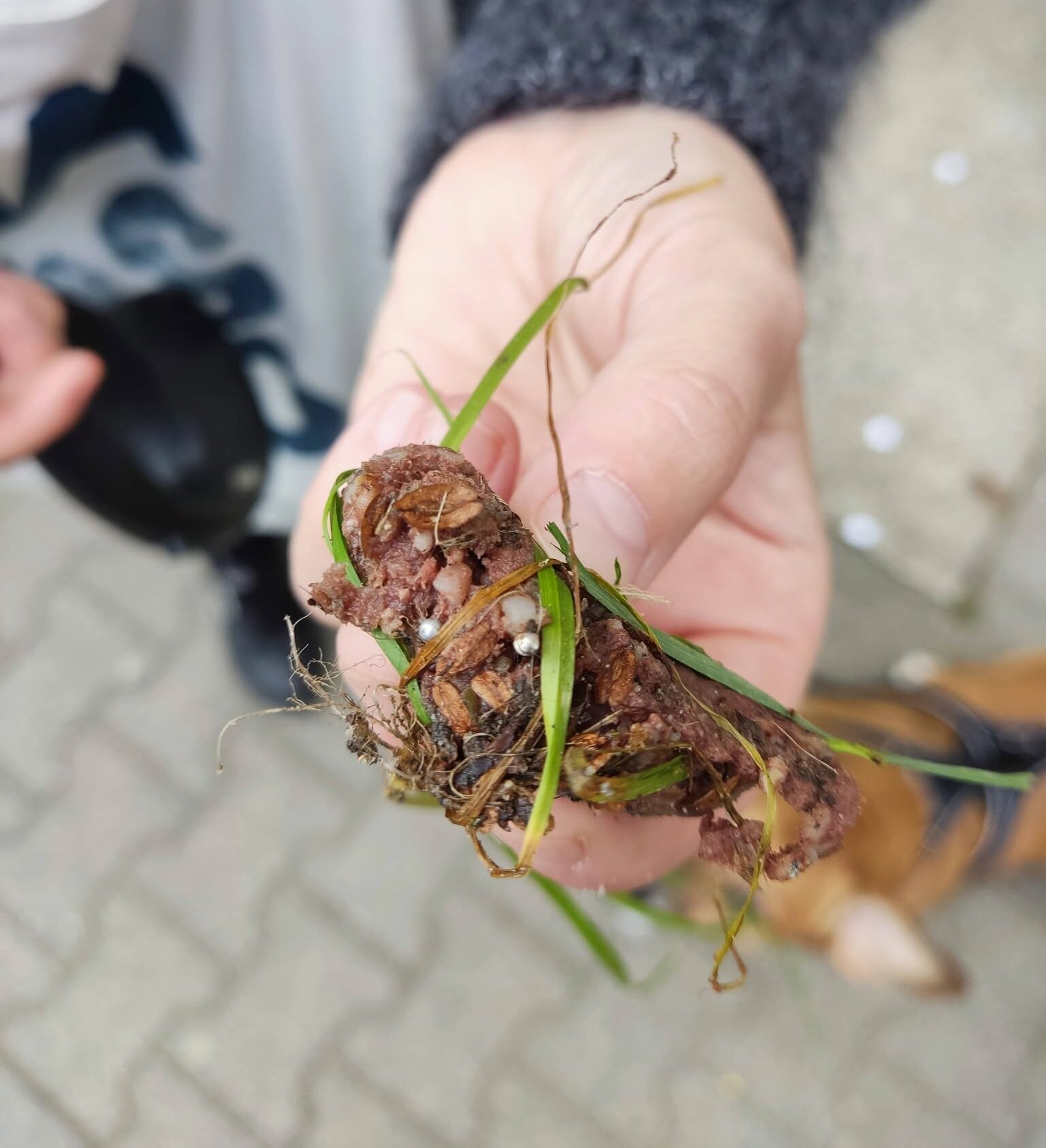 Mięso ze szpilkami znalezione przy przedszkolu. Ktoś zastawia pułapki na zwierzęta?