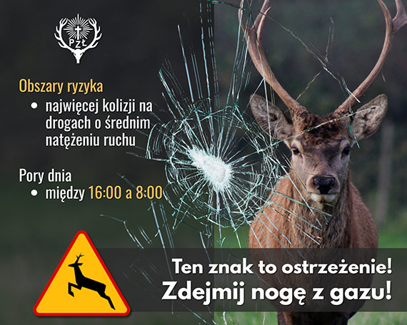 Myśliwi z apelem do kierowców: zdejmij nogę z gazu