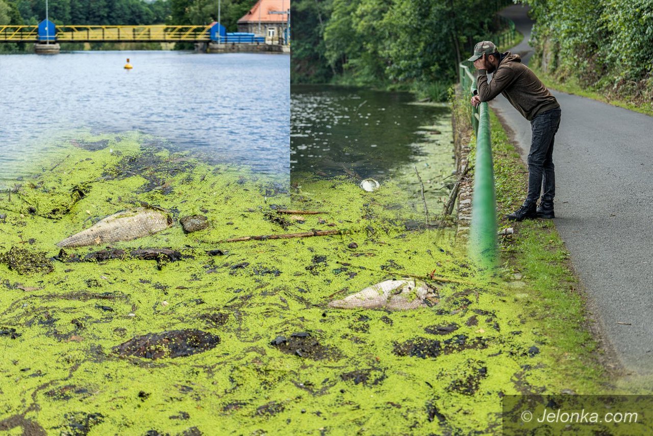 N 14 Śnięte ryby także w Jeziorze Modrym. Niepokojące odkrycie po katastrofie na Bobrze